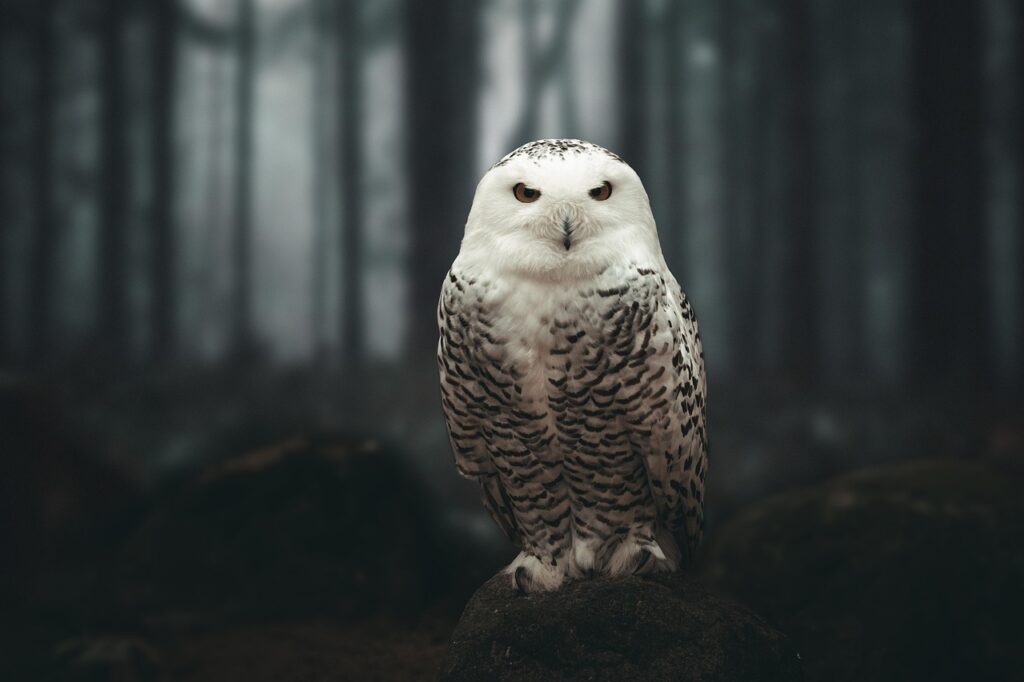 owl