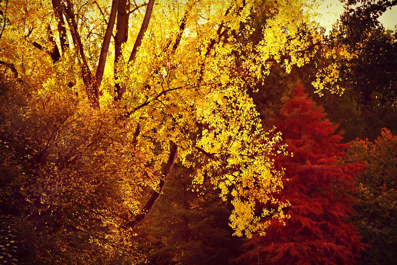 autumn